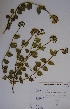  (Asclepias vicaria - SPB11455)  @11 [ ] No Rights Reserved  Unspecified Unspecified