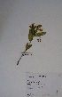  (Schizoglossum flavum - SPB11742)  @11 [ ] No Rights Reserved  Unspecified Unspecified
