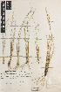  (Nassella curamalalensis - iM94)  @11 [ ] CreativeCommons - Attribution Non-Commercial Share-Alike (2014) Laura Iharlegui Herbario, División Plantas Vasculares, Museo de La Plata, Paseo del Bosque s/n, 1900 La Plata, Buenos Aires, Argentina