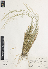  (Nassella sanluisensis - RA29)  @11 [ ] CreativeCommons - Attribution Non-Commercial Share-Alike (2014) Rusty Russell United States National Herbarium, Department of Botany, NMNH, MRC-166, Smithsonian Institution, P.O. Box 37012, Washington, District of Columbia 20013-7012, U.S.A.