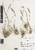  (Nassella pampagrandensis - RA08)  @11 [ ] CreativeCommons - Attribution Non-Commercial Share-Alike (2014) Rusty Russell United States National Herbarium, Department of Botany, NMNH, MRC-166, Smithsonian Institution, P.O. Box 37012, Washington, District of Columbia 20013-7012, U.S.A.