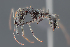  (Odontomachus opaciventris - EV49Odop)  @14 [ ] No Rights Reserved  Christoph von Beeren TU Darmstadt