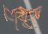  (Aphaenogaster arachnoides - Neiv43gAph)  @14 [ ] No Rights Reserved  Christoph von Beeren TU Darmstadt