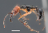  (Odontomachus erythrocephalus - PHEcOder)  @14 [ ] No Rights Reserved  Christoph von Beeren TU Darmstadt