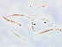  ( - PHP19_0019)  @11 [ ] Copyright (2020) Unspecified Swiss Federal Research Institute WSL