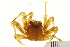  (Percnon gibbesi - AINV-042)  @14 [ ] CreativeCommons - Attribution (2012) CBG Photography Group Centre for Biodiversity Genomics