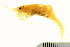  (Periclimenes - AINV-064)  @13 [ ] CreativeCommons - Attribution (2012) CBG Photography Group Centre for Biodiversity Genomics