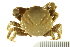  ( - AINV-090)  @11 [ ] CreativeCommons - Attribution (2012) CBG Photography Group Centre for Biodiversity Genomics