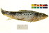  ( - BOX-3188 E08)  @11 [ ] CreativeCommons - Attribution (2011) CBG Photography Group Centre for Biodiversity Genomics