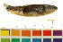  ( - BOX-3188 F02)  @12 [ ] CreativeCommons - Attribution (2011) CBG Photography Group Centre for Biodiversity Genomics