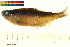  ( - BOX-3188 G07)  @13 [ ] CreativeCommons - Attribution (2011) CBG Photography Group Centre for Biodiversity Genomics