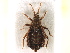  (Neadenocoris sp. EH002 - BIOUG02097-A01)  @11 [ ] CreativeCommons - Attribution (2012) CBG Photography Group Centre for Biodiversity Genomics