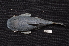  ( - ARAZ503)  @11 [ ] by-nc-sa (2022) Nicolas Hubert IRD