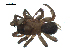  ( - BIOUG07162-D09)  @12 [ ] CreativeCommons - Attribution (2013) G. Blagoev Centre for Biodiversity Genomics
