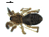  (Phrurotimpus certus - BIOUG07162-E10)  @13 [ ] CreativeCommons - Attribution (2013) G. Blagoev Centre for Biodiversity Genomics