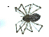  ( - BIOUG07166-B11)  @13 [ ] CreativeCommons - Attribution (2013) G. Blagoev Centre for Biodiversity Genomics