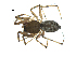 (Incestophantes lamprus - BIOUG07166-B12)  @13 [ ] CreativeCommons - Attribution (2013) G. Blagoev Centre for Biodiversity Genomics
