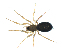  ( - BIOUG07166-E01)  @13 [ ] CreativeCommons - Attribution (2013) G. Blagoev Centre for Biodiversity Genomics