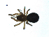  ( - BIOUG07166-H07)  @13 [ ] CreativeCommons - Attribution (2013) G. Blagoev Centre for Biodiversity Genomics