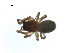  ( - BIOUG07167-C09)  @13 [ ] CreativeCommons - Attribution (2013) G. Blagoev Centre for Biodiversity Genomics