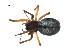  ( - BIOUG07167-F11)  @14 [ ] CreativeCommons - Attribution (2013) G. Blagoev Centre for Biodiversity Genomics