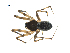  (Incestophantes duplicatus - BIOUG07168-A01)  @14 [ ] CreativeCommons - Attribution (2013) G. Blagoev Centre for Biodiversity Genomics