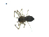  (Agyneta manni - BIOUG07168-A05)  @13 [ ] CreativeCommons - Attribution (2013) G. Blagoev Centre for Biodiversity Genomics