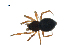  (Ceratinella alaskae - BIOUG07168-B10)  @14 [ ] CreativeCommons - Attribution (2013) G. Blagoev Centre for Biodiversity Genomics