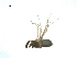  ( - BIOUG07168-C04)  @12 [ ] CreativeCommons - Attribution (2013) G. Blagoev Centre for Biodiversity Genomics