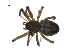  ( - BIOUG07168-F06)  @13 [ ] CreativeCommons - Attribution (2013) G. Blagoev Centre for Biodiversity Genomics