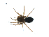  ( - BIOUG07168-F11)  @12 [ ] CreativeCommons - Attribution (2013) G. Blagoev Centre for Biodiversity Genomics