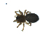  ( - BIOUG07168-F12)  @11 [ ] CreativeCommons - Attribution (2013) G. Blagoev Centre for Biodiversity Genomics