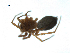  ( - BIOUG07168-H03)  @12 [ ] CreativeCommons - Attribution (2013) G. Blagoev Centre for Biodiversity Genomics