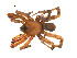  (Antrodiaetus hageni - BIOUG12605-F05)  @14 [ ] CreativeCommons - Attribution (2014) G. Blagoev Centre for Biodiversity Genomics