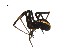  ( - BIOUG12605-G01)  @13 [ ] CreativeCommons - Attribution (2014) G. Blagoev Centre for Biodiversity Genomics