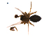  ( - BIOUG12610-A09)  @13 [ ] CreativeCommons - Attribution (2014) G. Blagoev Centre for Biodiversity Genomics