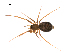  ( - BIOUG12610-A10)  @13 [ ] CreativeCommons - Attribution (2014) G. Blagoev Centre for Biodiversity Genomics