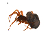  ( - BIOUG12610-C06)  @12 [ ] CreativeCommons - Attribution (2014) G. Blagoev Centre for Biodiversity Genomics