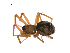  ( - BIOUG12610-C10)  @13 [ ] CreativeCommons - Attribution (2014) G. Blagoev Centre for Biodiversity Genomics