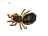  ( - BIOUG12610-C11)  @13 [ ] CreativeCommons - Attribution (2014) G. Blagoev Centre for Biodiversity Genomics