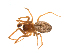 ( - BIOUG14290-E08)  @11 [ ] CreativeCommons - Attribution (2014) G. Blagoev Centre for Biodiversity Genomics
