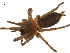  ( - BIOUG14290-F04)  @13 [ ] CreativeCommons - Attribution (2014) G. Blagoev Centre for Biodiversity Genomics