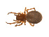  ( - BIOUG14291-A08)  @13 [ ] CreativeCommons - Attribution (2014) G. Blagoev Centre for Biodiversity Genomics