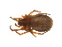  ( - BIOUG14291-B03)  @13 [ ] CreativeCommons - Attribution (2014) G. Blagoev Centre for Biodiversity Genomics