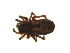  ( - BIOUG14291-B04)  @13 [ ] CreativeCommons - Attribution (2014) G. Blagoev Centre for Biodiversity Genomics