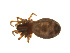  ( - BIOUG14291-B07)  @12 [ ] CreativeCommons - Attribution (2014) G. Blagoev Centre for Biodiversity Genomics