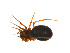  (Coreorgonal monoceros - BIOUG14291-E03)  @14 [ ] CreativeCommons - Attribution (2014) G. Blagoev Centre for Biodiversity Genomics