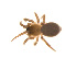 (Tapinocyba minuta - BIOUG14291-E09)  @12 [ ] CreativeCommons - Attribution (2014) G. Blagoev Centre for Biodiversity Genomics
