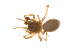  ( - BIOUG14291-E12)  @11 [ ] CreativeCommons - Attribution (2014) G. Blagoev Centre for Biodiversity Genomics