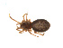 ( - BIOUG14292-A02)  @13 [ ] CreativeCommons - Attribution (2014) G. Blagoev Centre for Biodiversity Genomics